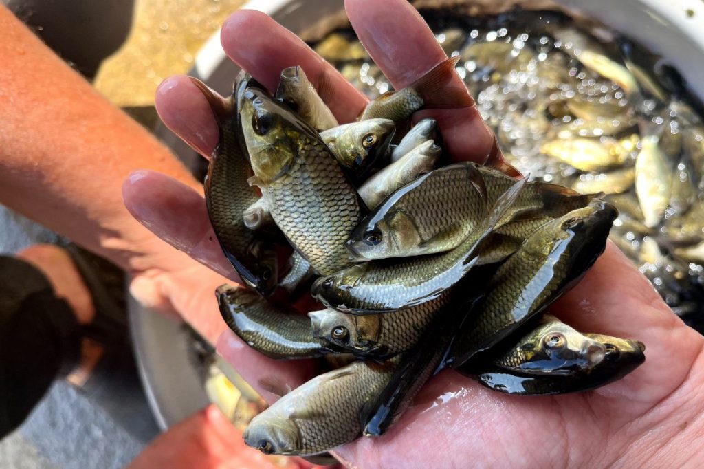 پرورش ماهی در استخر ژئوممبران