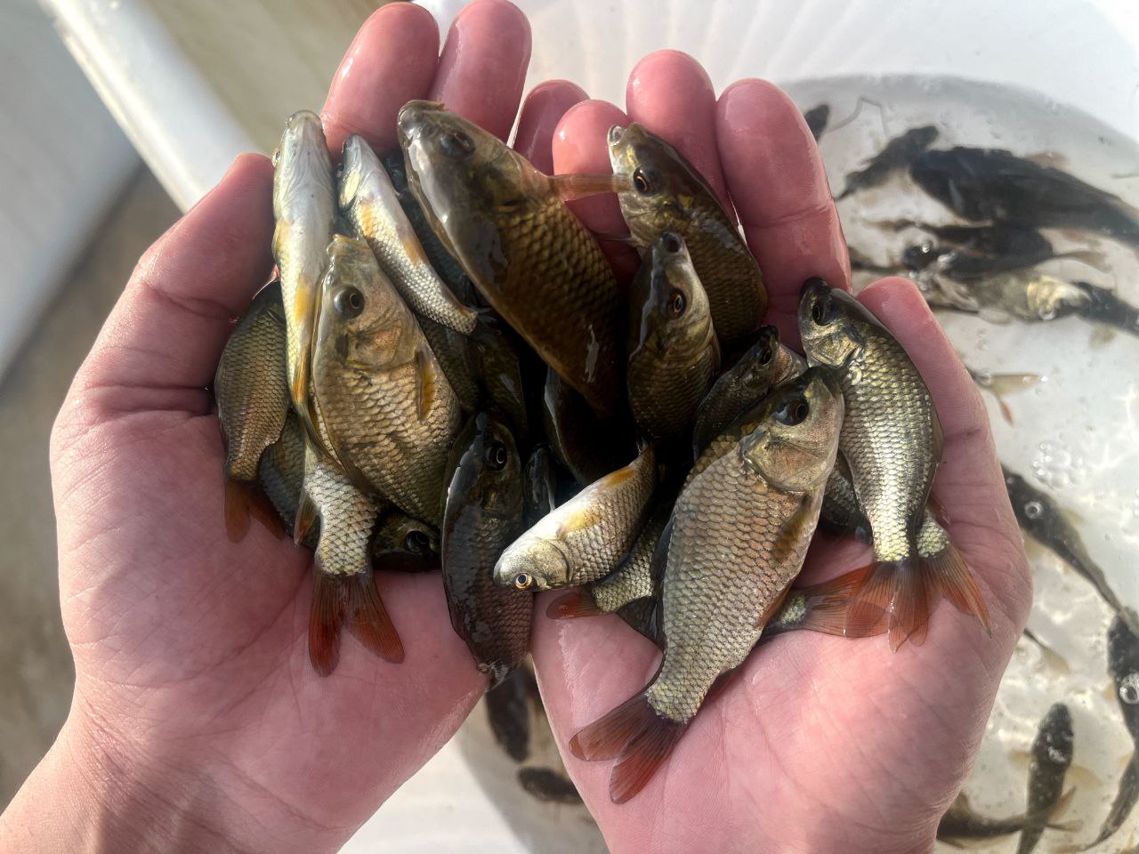 انواع ماهی 01