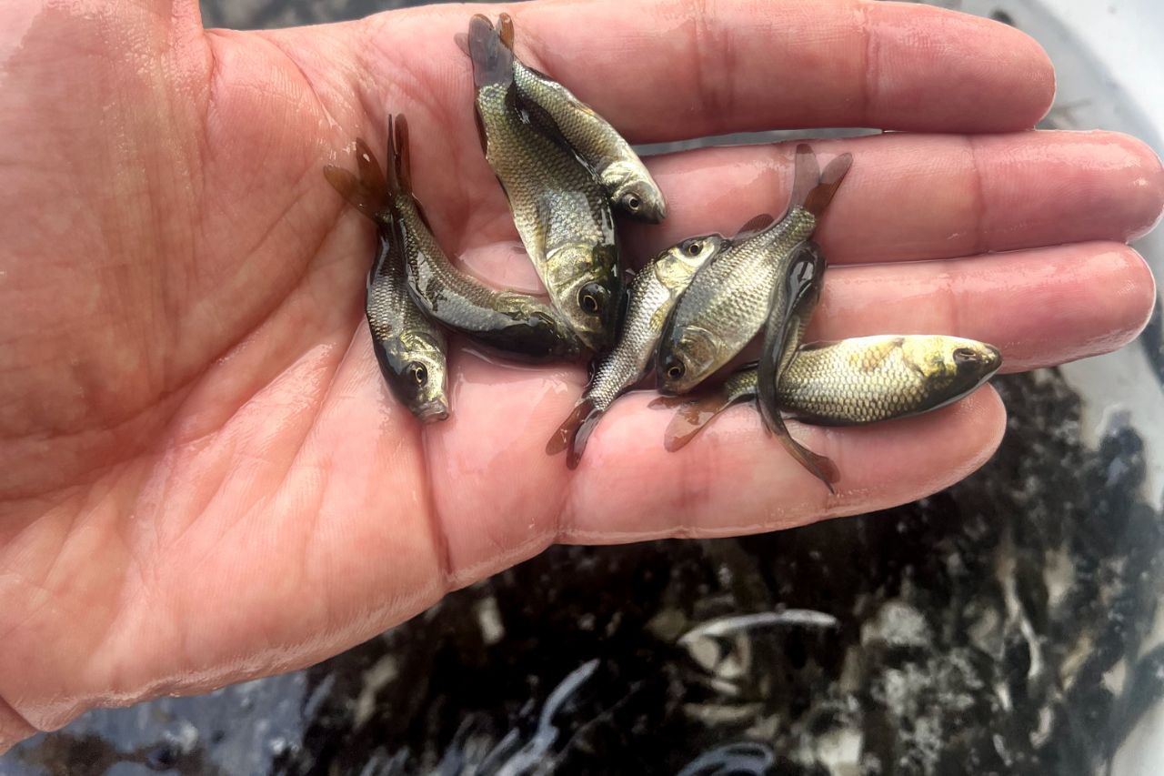 انواع ماهی 02