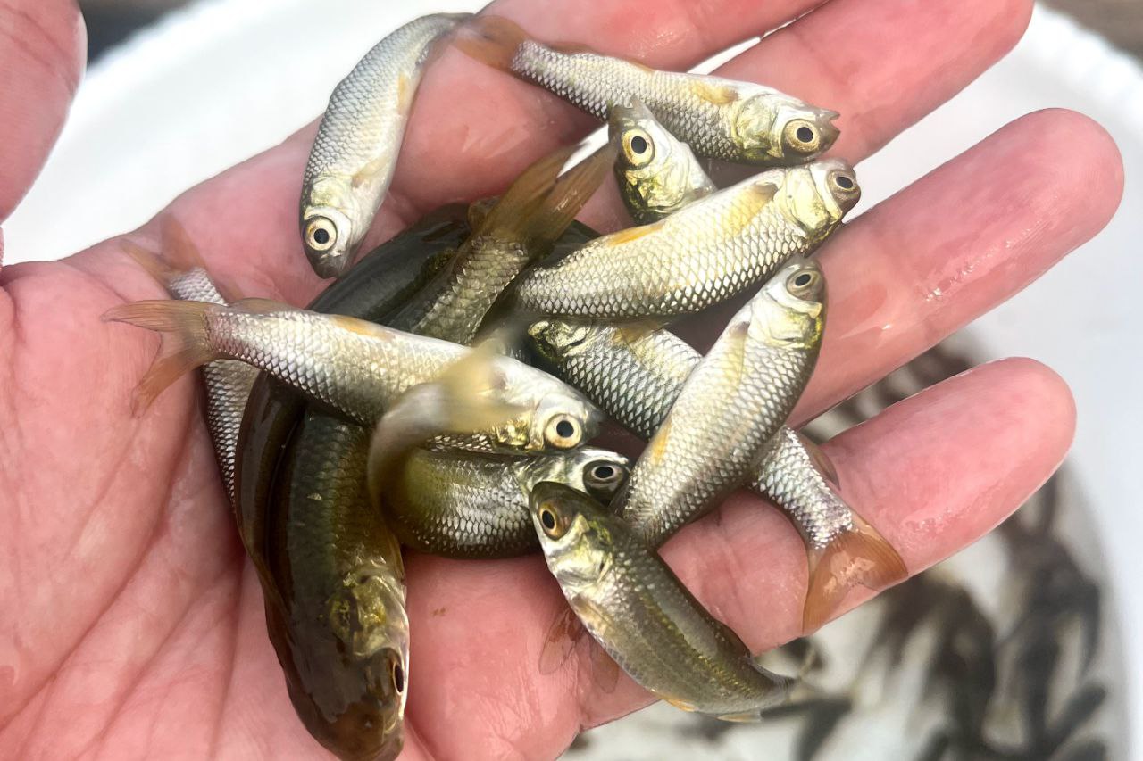 انواع ماهی 03