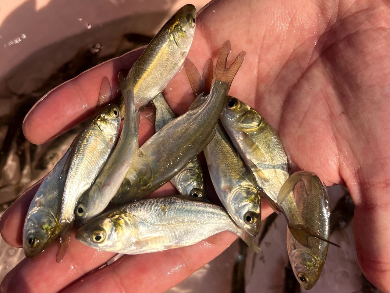 انواع ماهی 04