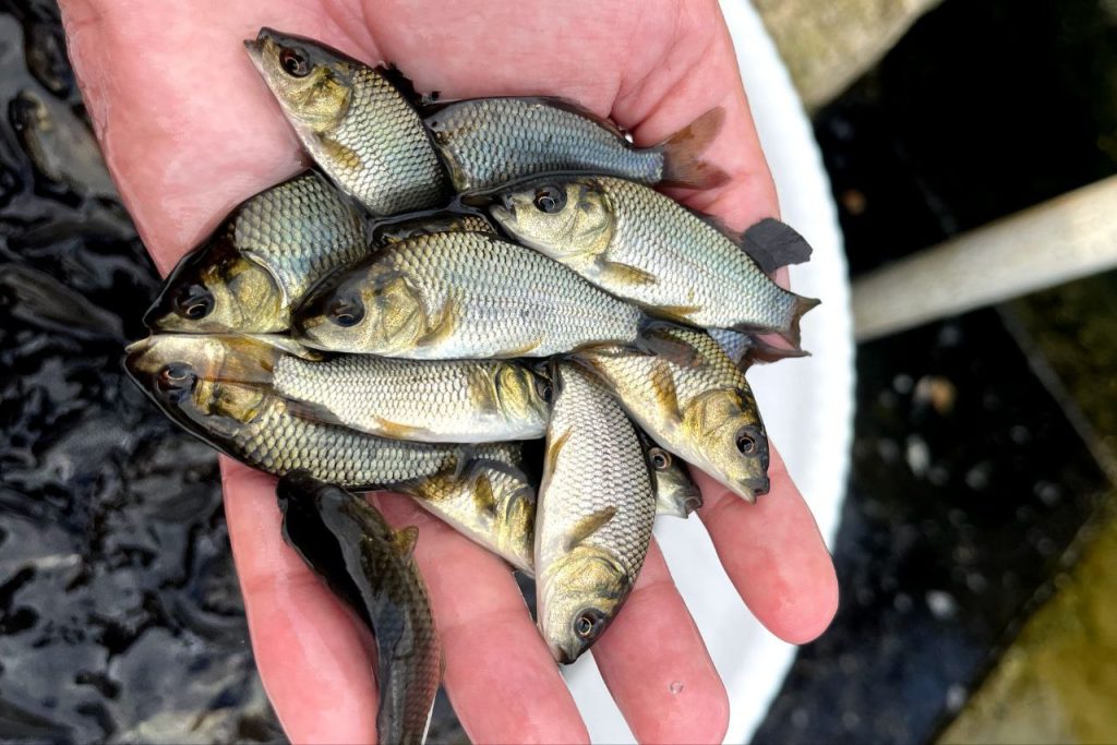 تجهیزات پرورش ماهی 03