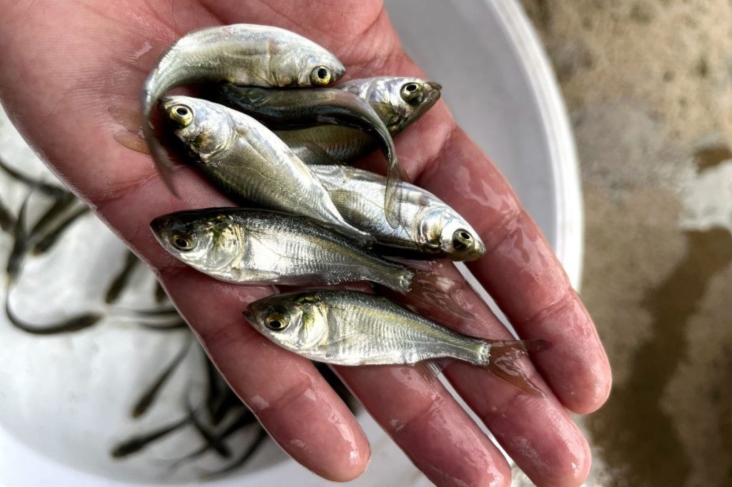 تجهیزات پرورش ماهی 04