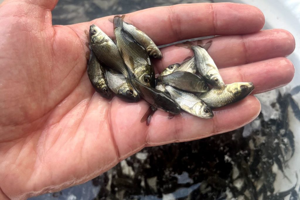 خرید ماهی 01