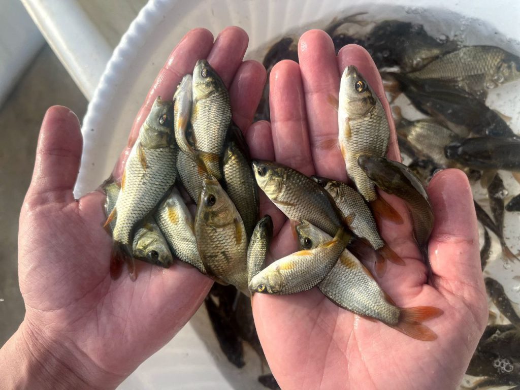 خرید ماهی 02