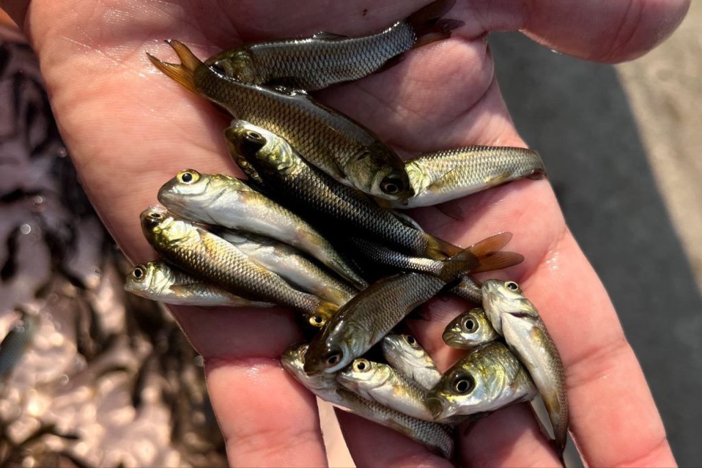 خرید ماهی 03