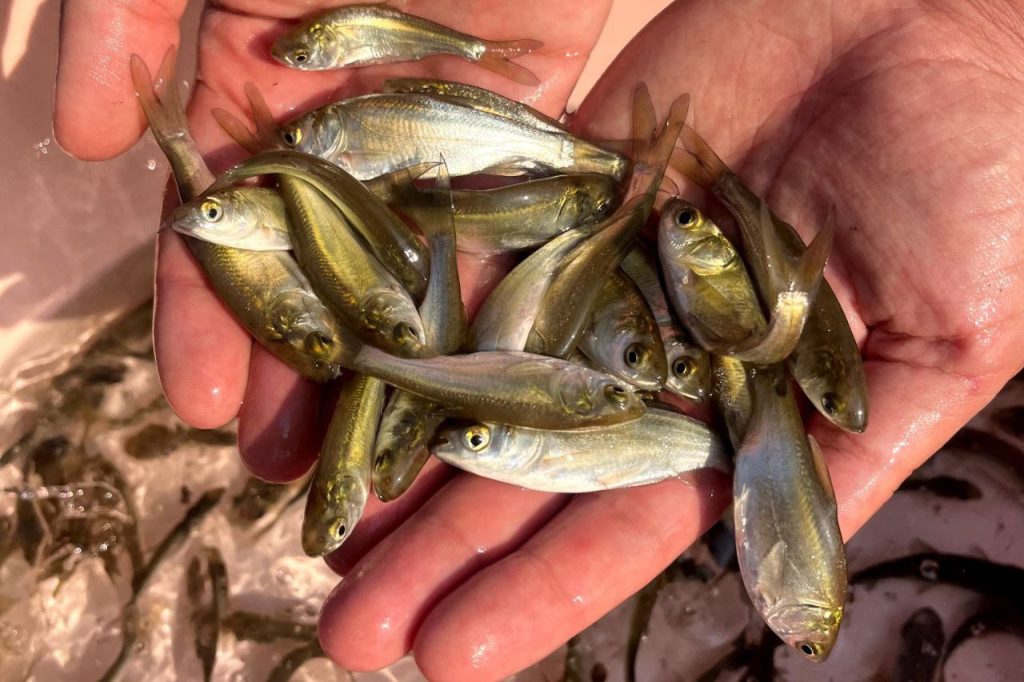 خرید ماهی 04