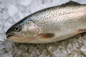 ماهی قزل آلا