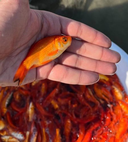 بچه ماهی قرمز 01